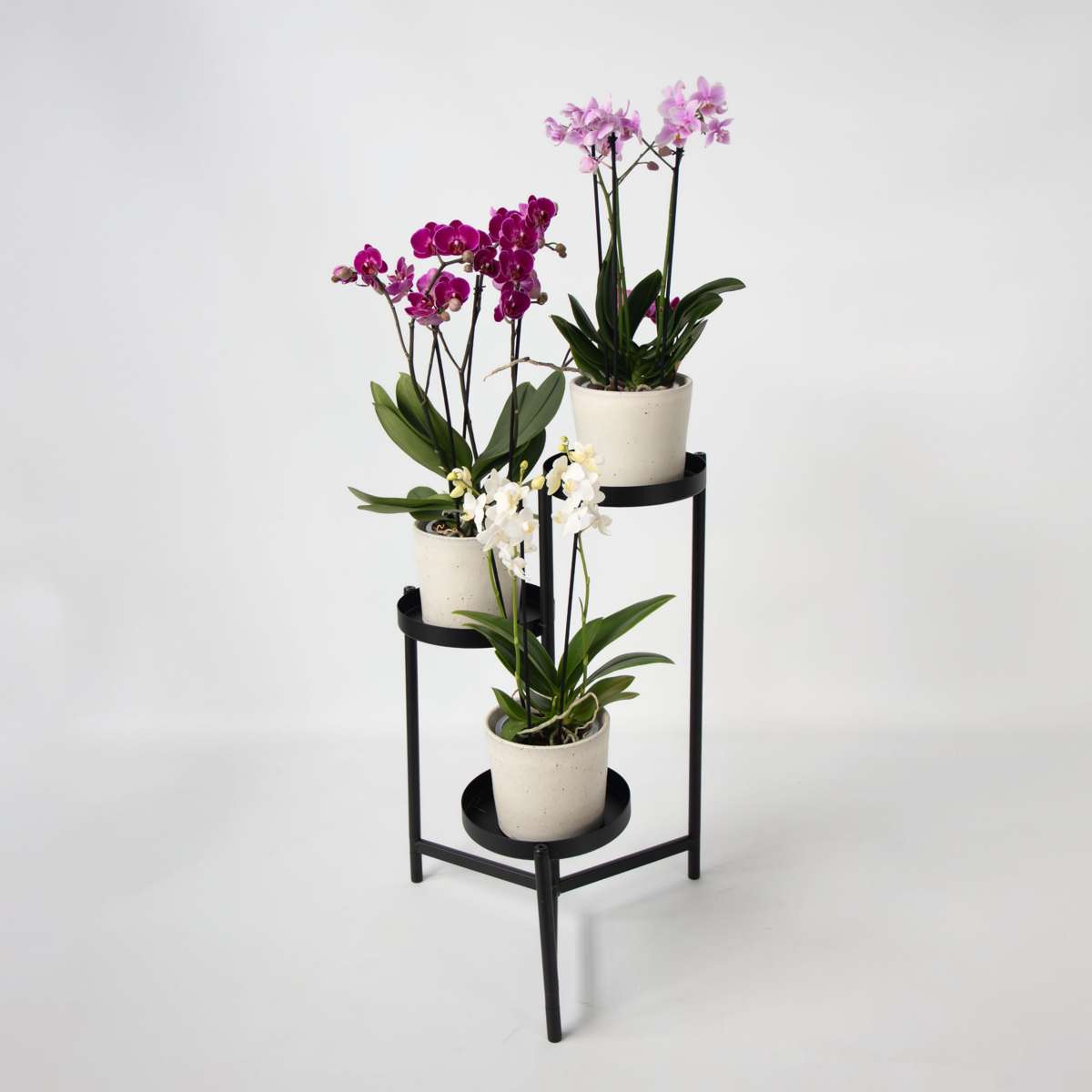 Orhidee fluture - Set de 3 - Phalaenopsis Multiflora - Înălțime 35-45cm - ⌀12cm