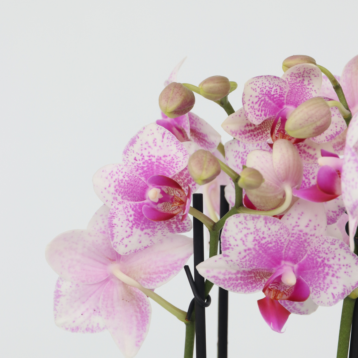Orhidee fluture - Set de 3 - Phalaenopsis Multiflora - Înălțime 35-45cm - ⌀12cm