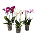 Orhidee fluture - Set de 3 - Phalaenopsis Multiflora - Înălțime 35-45cm - ⌀12cm