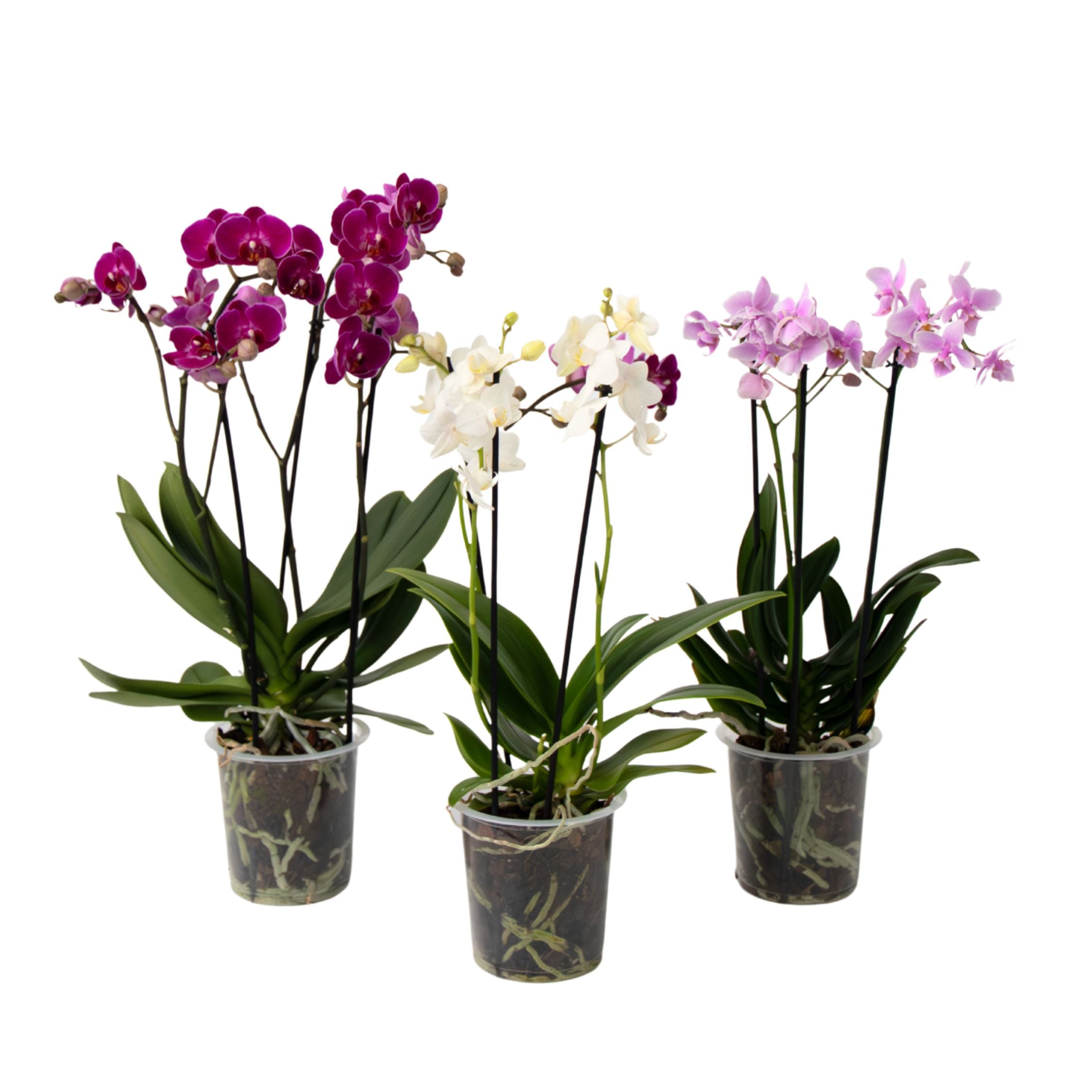 Orhidee fluture - Set de 3 - Phalaenopsis Multiflora - Înălțime 35-45cm - ⌀12cm