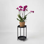 Orhidee fluture - Phalaenopsis Multiflora cu coș - Înălțime 35-45cm - ⌀12cm
