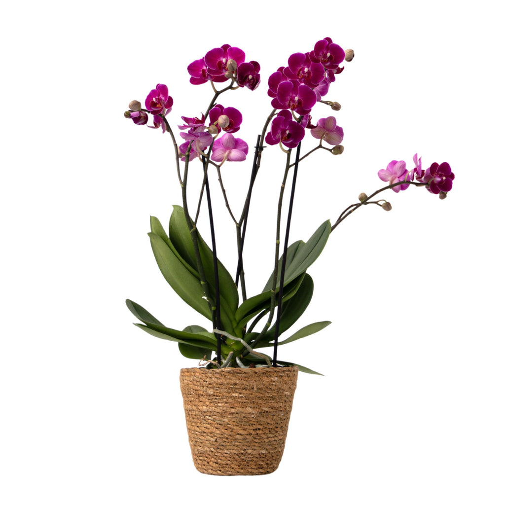 Orhidee fluture - Phalaenopsis Multiflora cu coș - Înălțime 35-45cm - ⌀12cm
