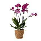 Orhidee fluture - Phalaenopsis Multiflora cu coș - Înălțime 35-45cm - ⌀12cm