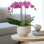 Orhidee Phalaenopsis - Phalaenopsis Multiflora - Înălţime 35-45cm - ⌀12cm