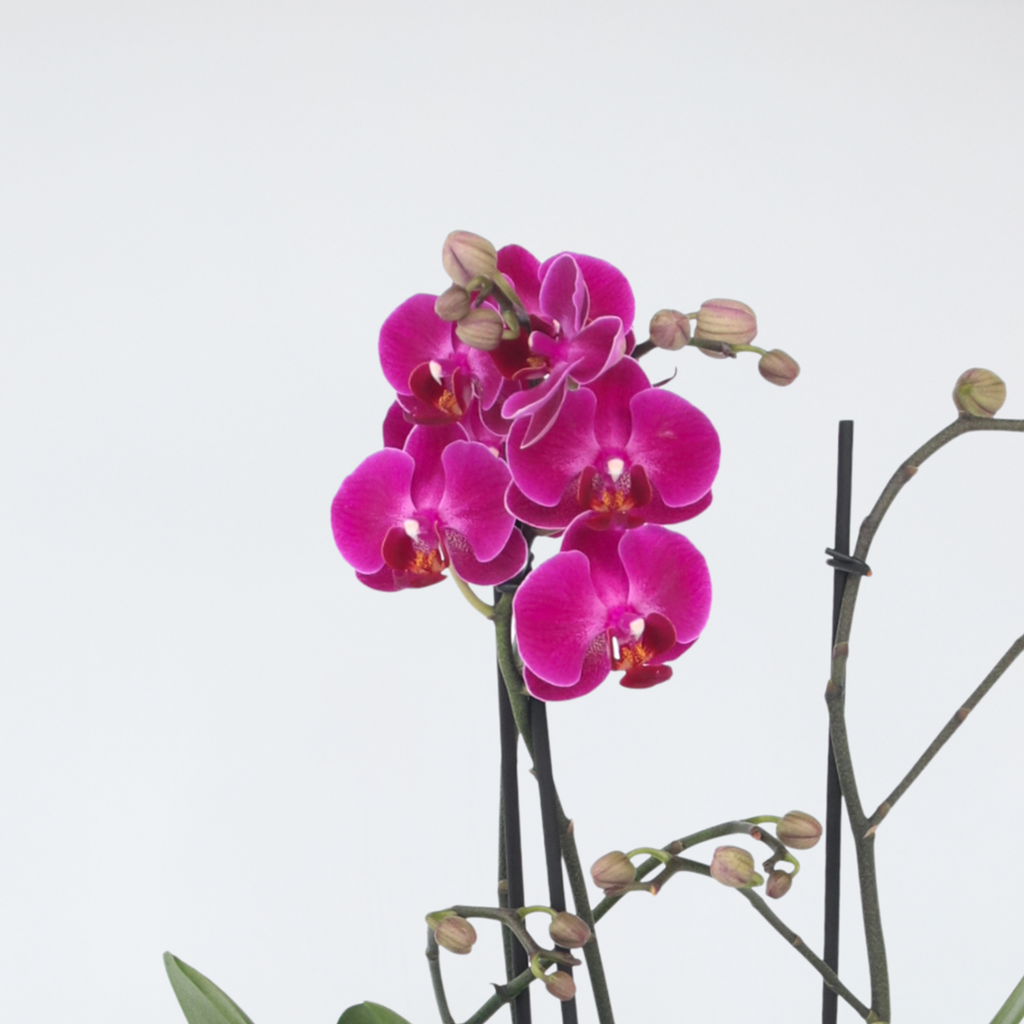 Orhidee Phalaenopsis - Phalaenopsis Multiflora - Înălţime 35-45cm - ⌀12cm