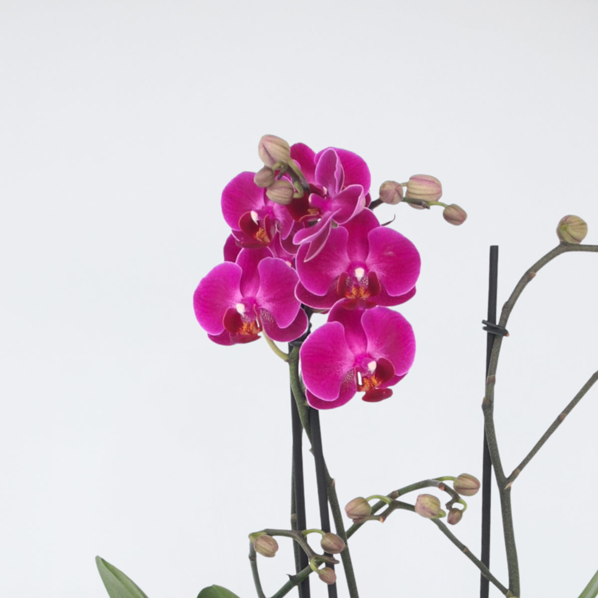 Orhidee Phalaenopsis - Phalaenopsis Multiflora - Înălţime 35-45cm - ⌀12cm