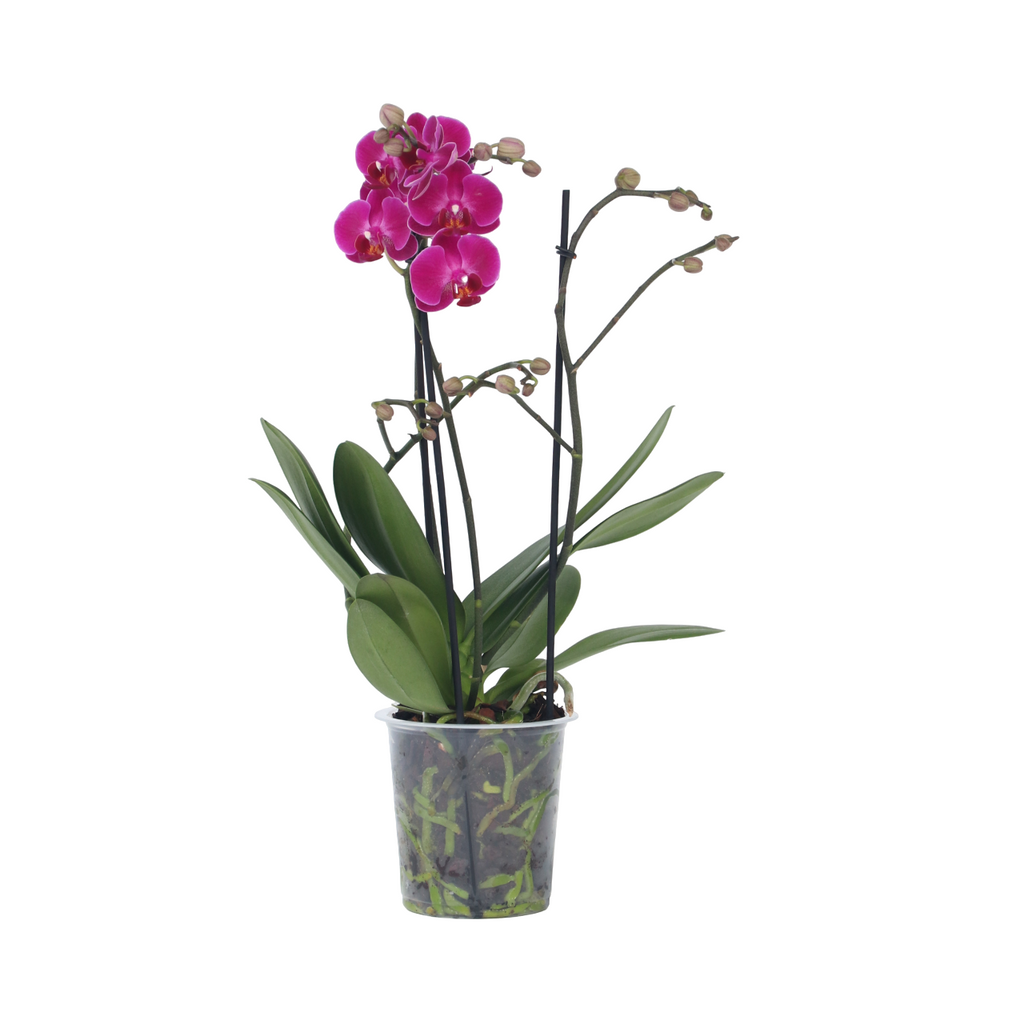 Orhidee Phalaenopsis - Phalaenopsis Multiflora - Înălţime 35-45cm - ⌀12cm