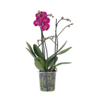 Orhidee Phalaenopsis - Phalaenopsis Multiflora - Înălţime 35-45cm - ⌀12cm