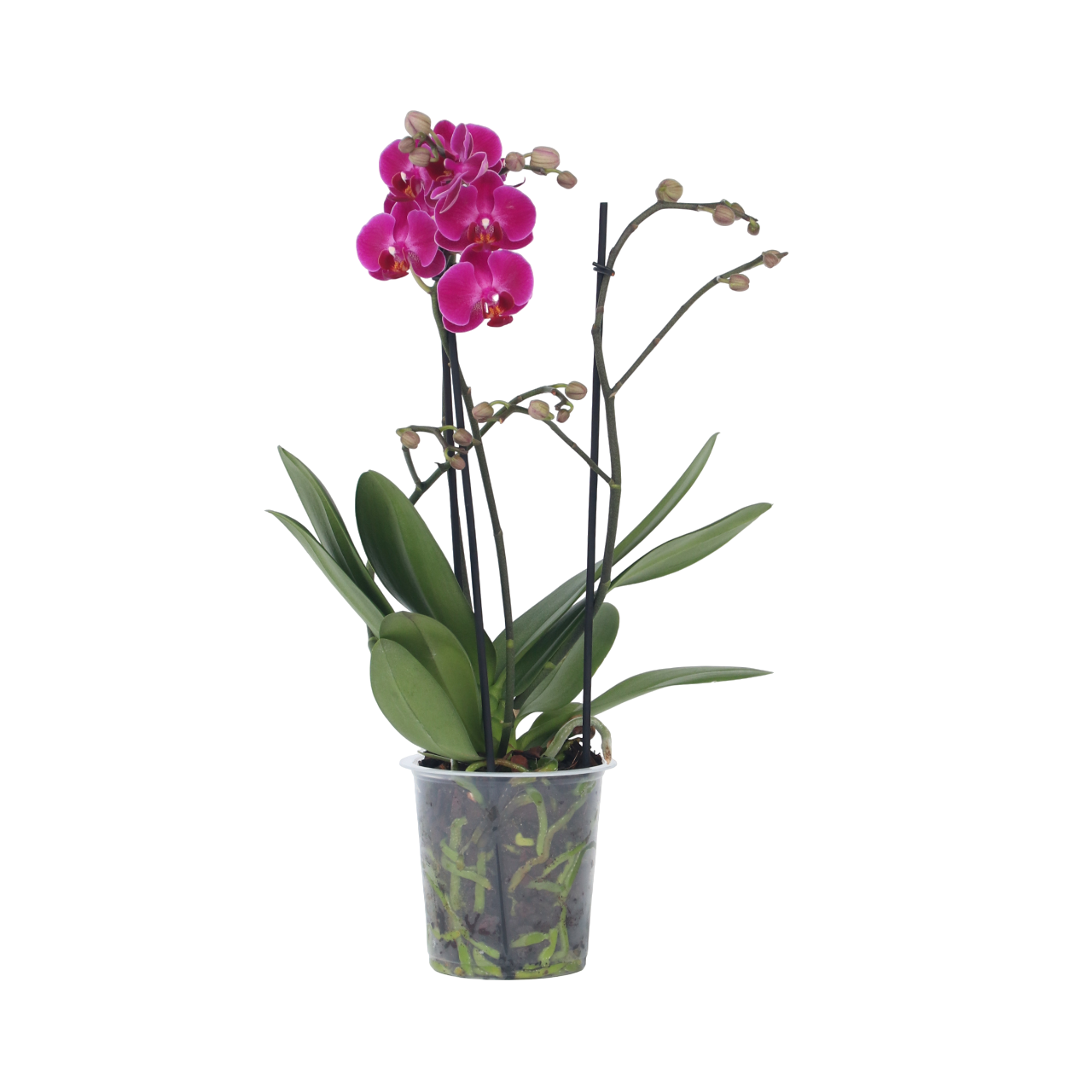 Orhidee Phalaenopsis - Phalaenopsis Multiflora - Înălţime 35-45cm - ⌀12cm
