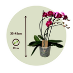 Orhidee Phalaenopsis - Phalaenopsis Multiflora - Înălţime 35-45cm - ⌀12cm
