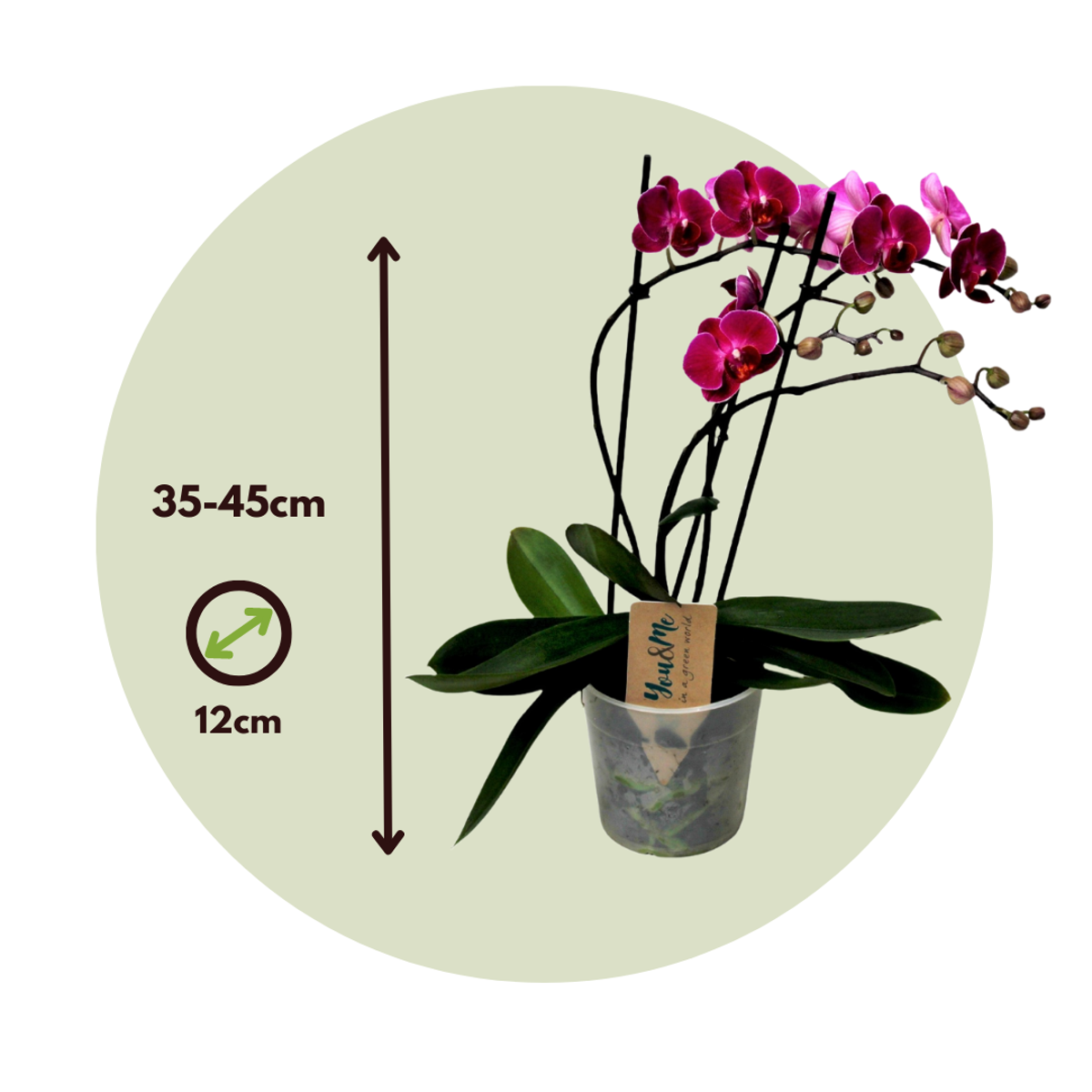 Orhidee Phalaenopsis - Phalaenopsis Multiflora - Înălţime 35-45cm - ⌀12cm
