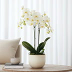 Orhidee fluture - Phalaenopsis Multiflora cu coș - Înălțime 35-45cm - ⌀12cm