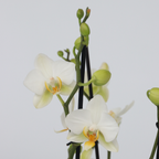 Orhidee fluture - Phalaenopsis Multiflora cu coș - Înălțime 35-45cm - ⌀12cm
