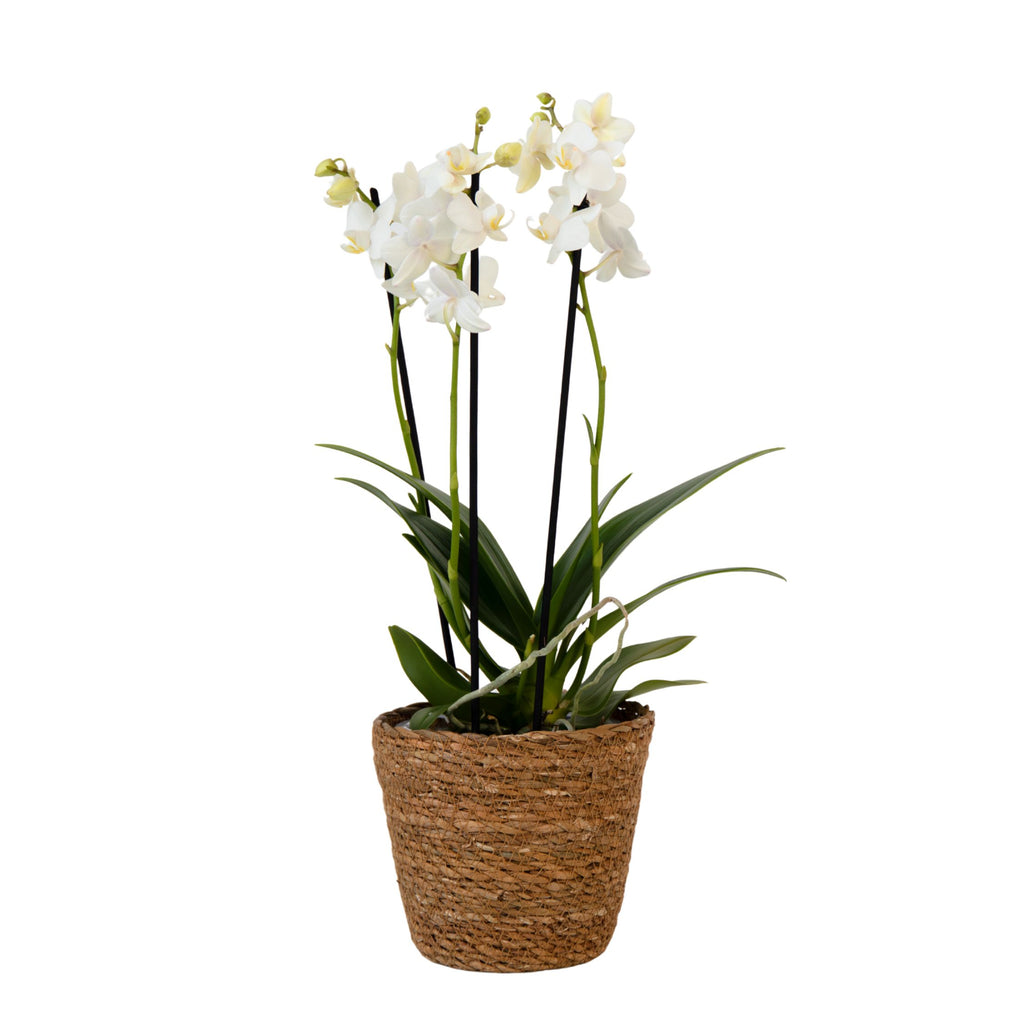 Orhidee fluture - Phalaenopsis Multiflora cu coș - Înălțime 35-45cm - ⌀12cm