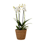 Orhidee fluture - Phalaenopsis Multiflora cu coș - Înălțime 35-45cm - ⌀12cm