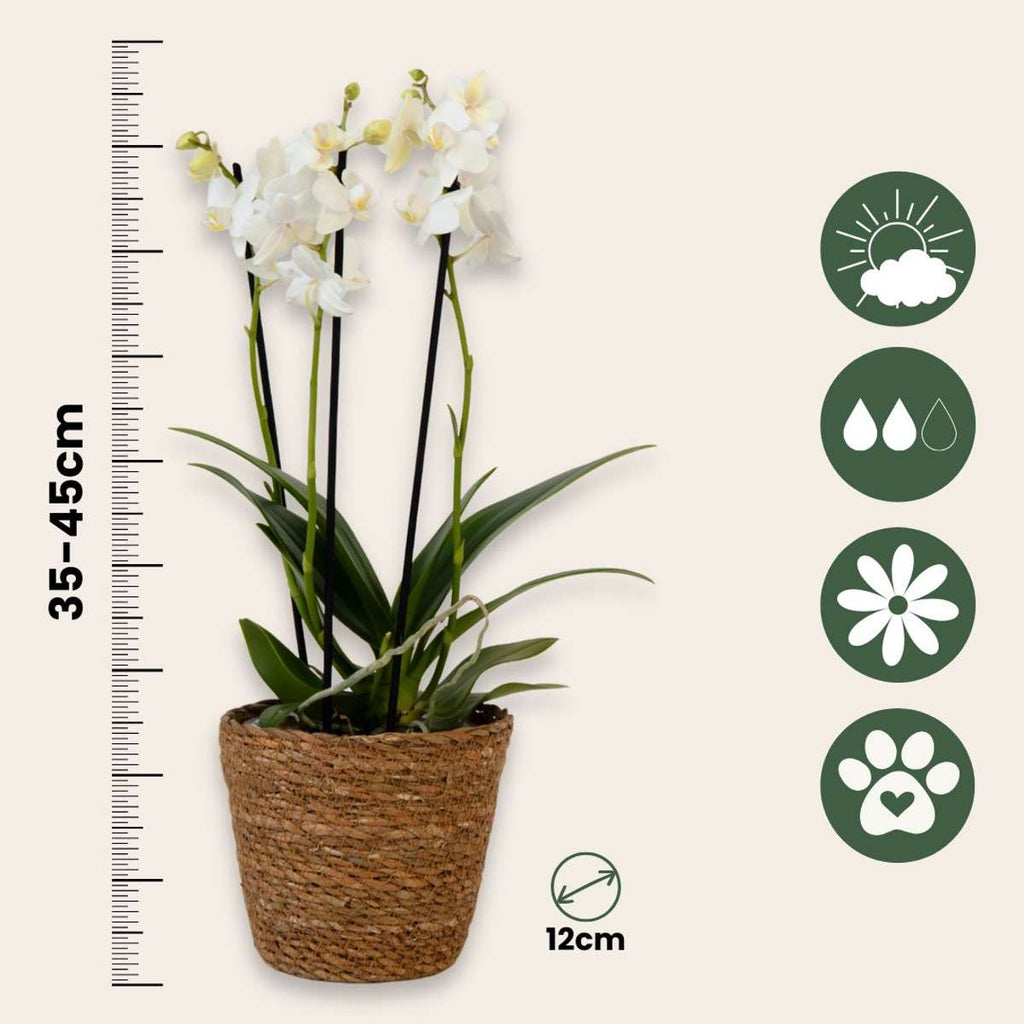 Orhidee fluture - Phalaenopsis Multiflora cu coș - Înălțime 35-45cm - ⌀12cm