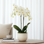 Orhidee Phalaenopsis - Phalaenopsis Multiflora - Înălţime 35-45cm - ⌀12cm