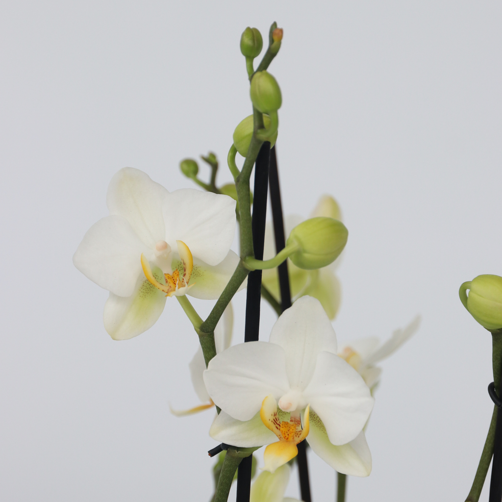 Orhidee Phalaenopsis - Phalaenopsis Multiflora - Înălţime 35-45cm - ⌀12cm