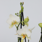 Orhidee Phalaenopsis - Phalaenopsis Multiflora - Înălţime 35-45cm - ⌀12cm