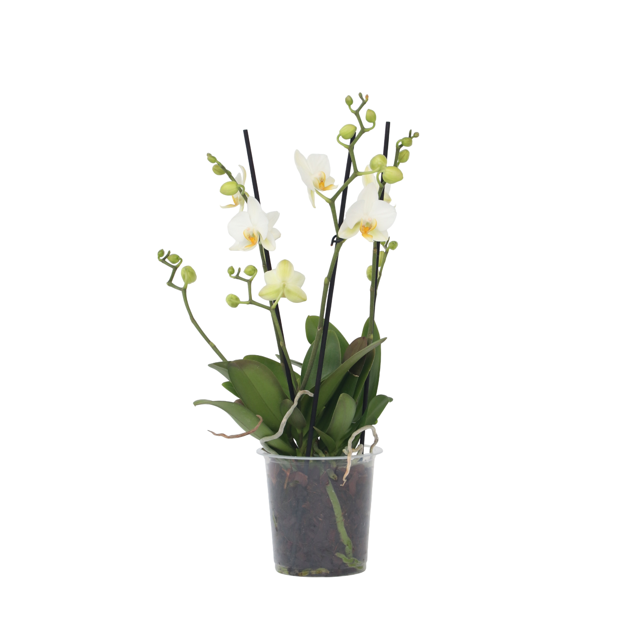 Orhidee Phalaenopsis - Phalaenopsis Multiflora - Înălţime 35-45cm - ⌀12cm
