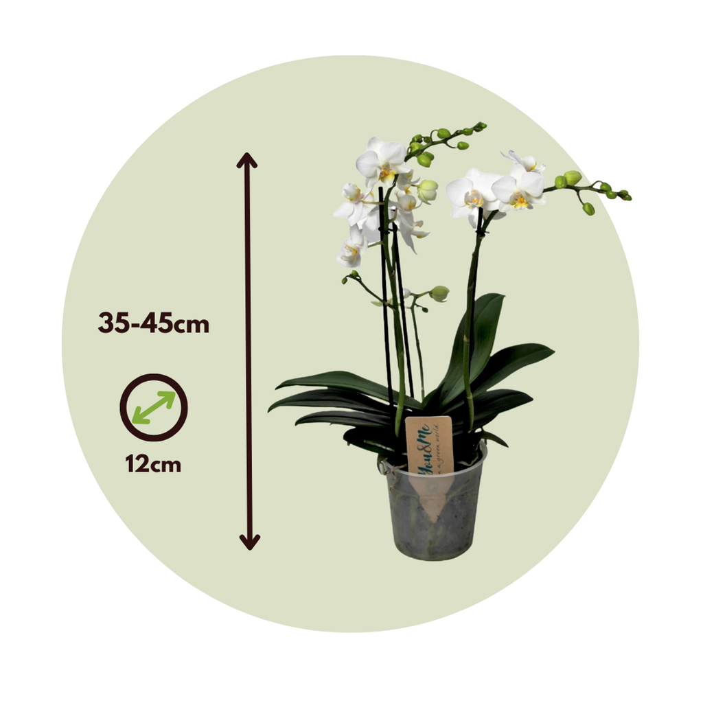 Orhidee Phalaenopsis - Phalaenopsis Multiflora - Înălţime 35-45cm - ⌀12cm