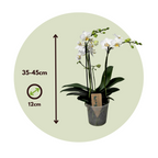 Orhidee Phalaenopsis - Phalaenopsis Multiflora - Înălţime 35-45cm - ⌀12cm