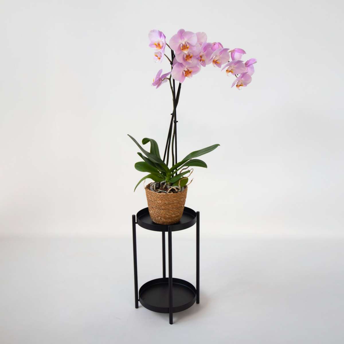 Orhidee Phalaenopsis - Phalaenopsis - Înălţime 50-60cm - ⌀12cm