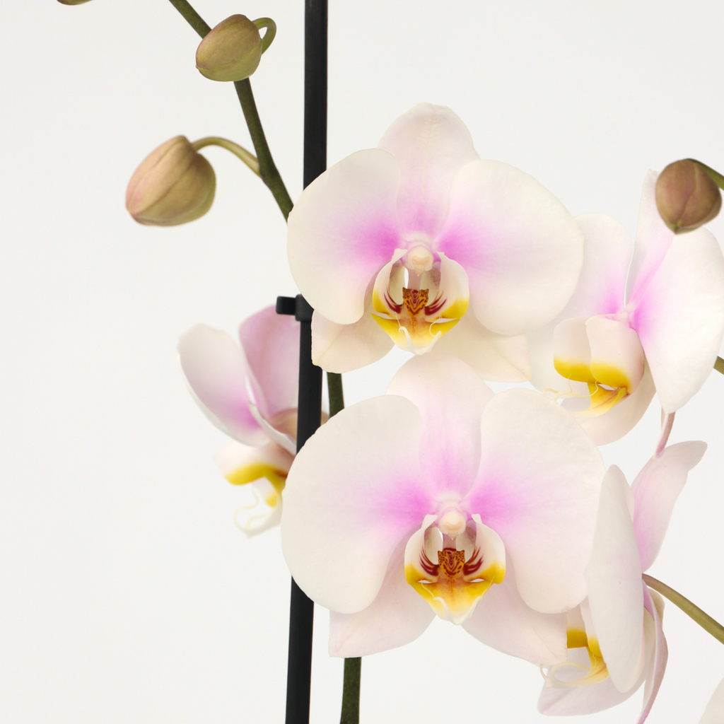 Orhidee Phalaenopsis - Phalaenopsis - Înălţime 50-60cm - ⌀12cm