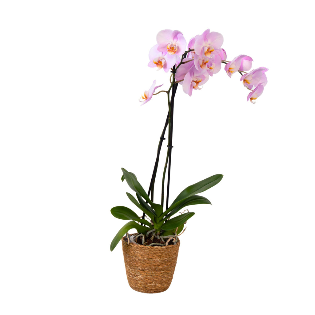 Orhidee Phalaenopsis - Phalaenopsis - Înălţime 50-60cm - ⌀12cm