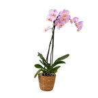 Orhidee Phalaenopsis - Phalaenopsis - Înălţime 50-60cm - ⌀12cm