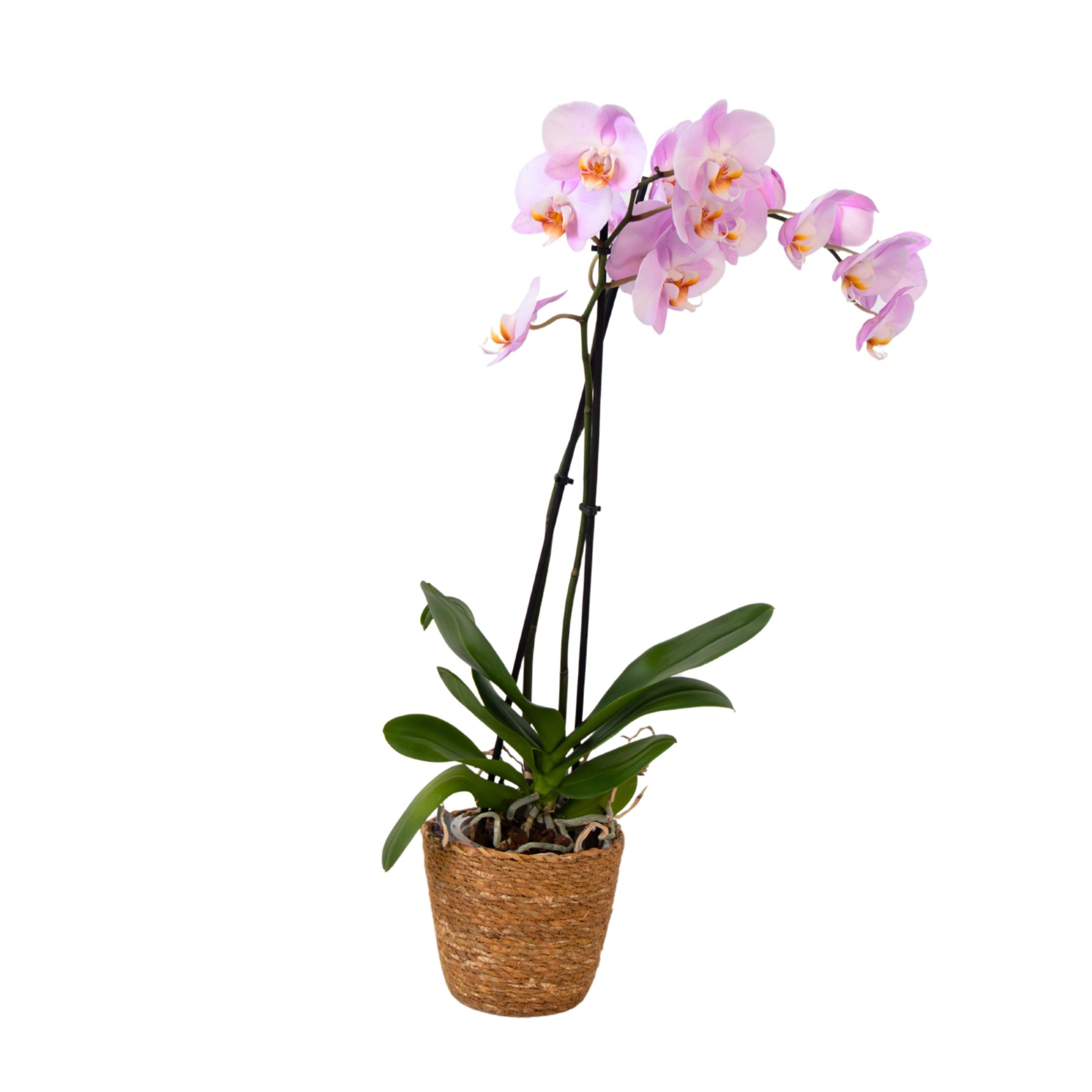 Orhidee Phalaenopsis - Phalaenopsis - Înălţime 50-60cm - ⌀12cm