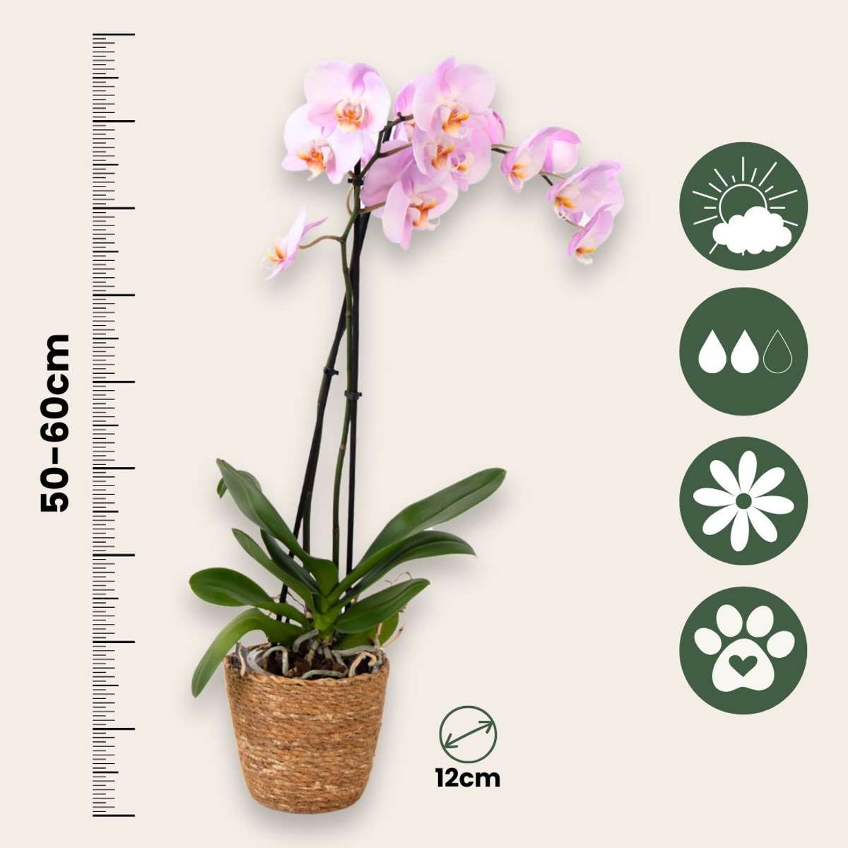 Orhidee Phalaenopsis - Phalaenopsis - Înălţime 50-60cm - ⌀12cm