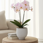 Orhidee Phalaenopsis - Phalaenopsis - Înălţime 50-60cm - ⌀12cm