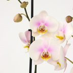 Orhidee Phalaenopsis - Phalaenopsis - Înălţime 50-60cm - ⌀12cm