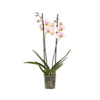Orhidee Phalaenopsis - Phalaenopsis - Înălţime 50-60cm - ⌀12cm