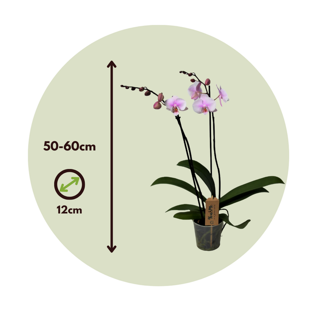 Orhidee Phalaenopsis - Phalaenopsis - Înălţime 50-60cm - ⌀12cm