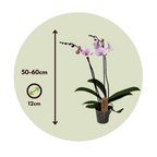 Orhidee Phalaenopsis - Phalaenopsis - Înălţime 50-60cm - ⌀12cm