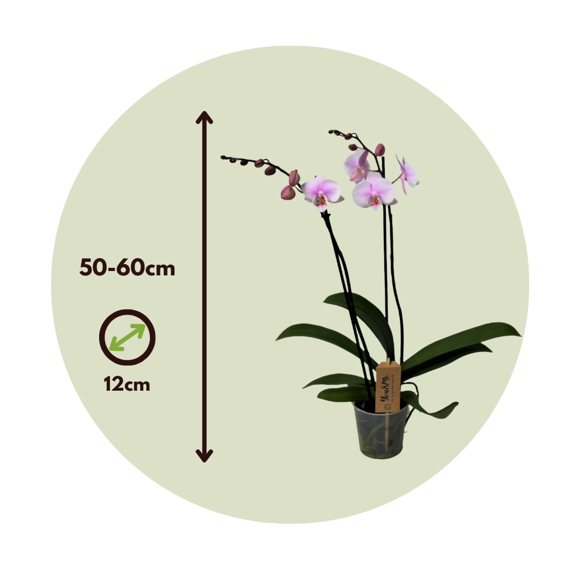 Orhidee Phalaenopsis - Phalaenopsis - Înălţime 50-60cm - ⌀12cm