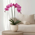 Orhidee Phalaenopsis - Phalaenopsis - Înălţime 50-60cm - ⌀12cm