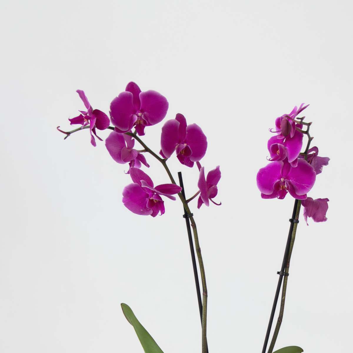 Orhidee Phalaenopsis - Phalaenopsis - Înălţime 50-60cm - ⌀12cm