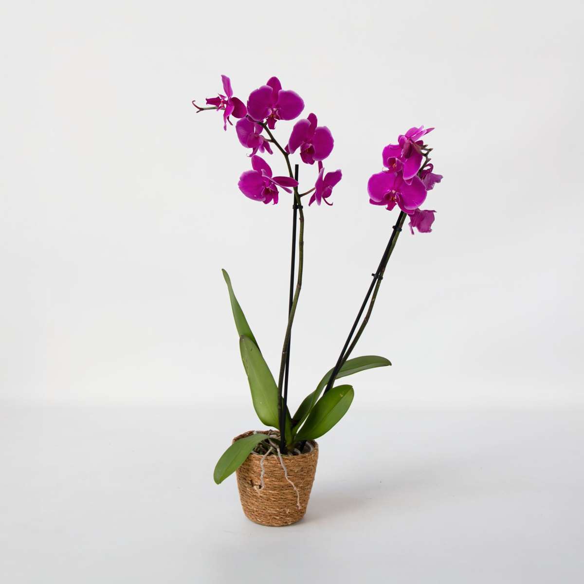 Orhidee Phalaenopsis - Phalaenopsis - Înălţime 50-60cm - ⌀12cm
