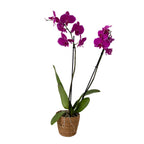 Orhidee Phalaenopsis - Phalaenopsis - Înălţime 50-60cm - ⌀12cm