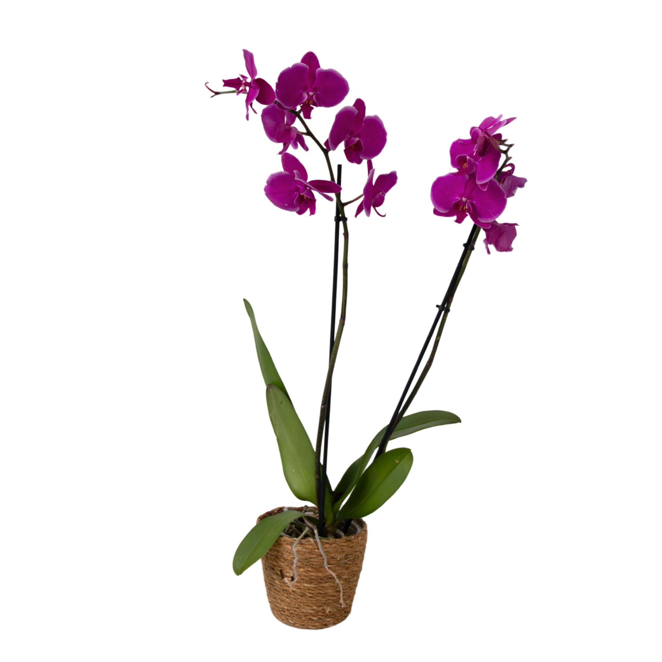 Orhidee Phalaenopsis - Phalaenopsis - Înălţime 50-60cm - ⌀12cm