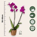 Orhidee Phalaenopsis - Phalaenopsis - Înălţime 50-60cm - ⌀12cm