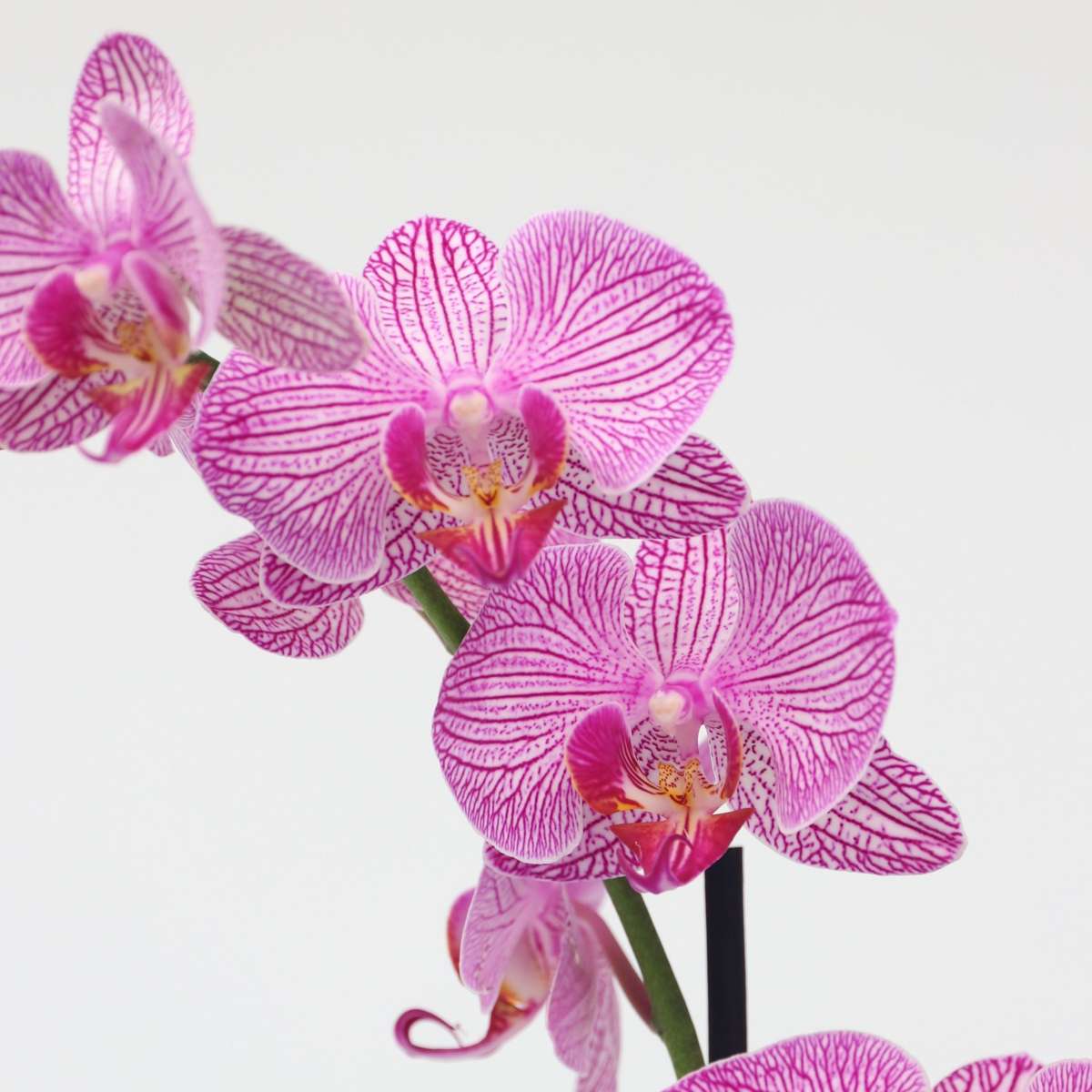 Orhidee Phalaenopsis - Phalaenopsis - Înălţime 50-60cm - ⌀12cm