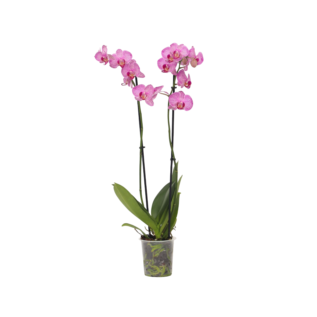 Orhidee Phalaenopsis - Phalaenopsis - Înălţime 50-60cm - ⌀12cm