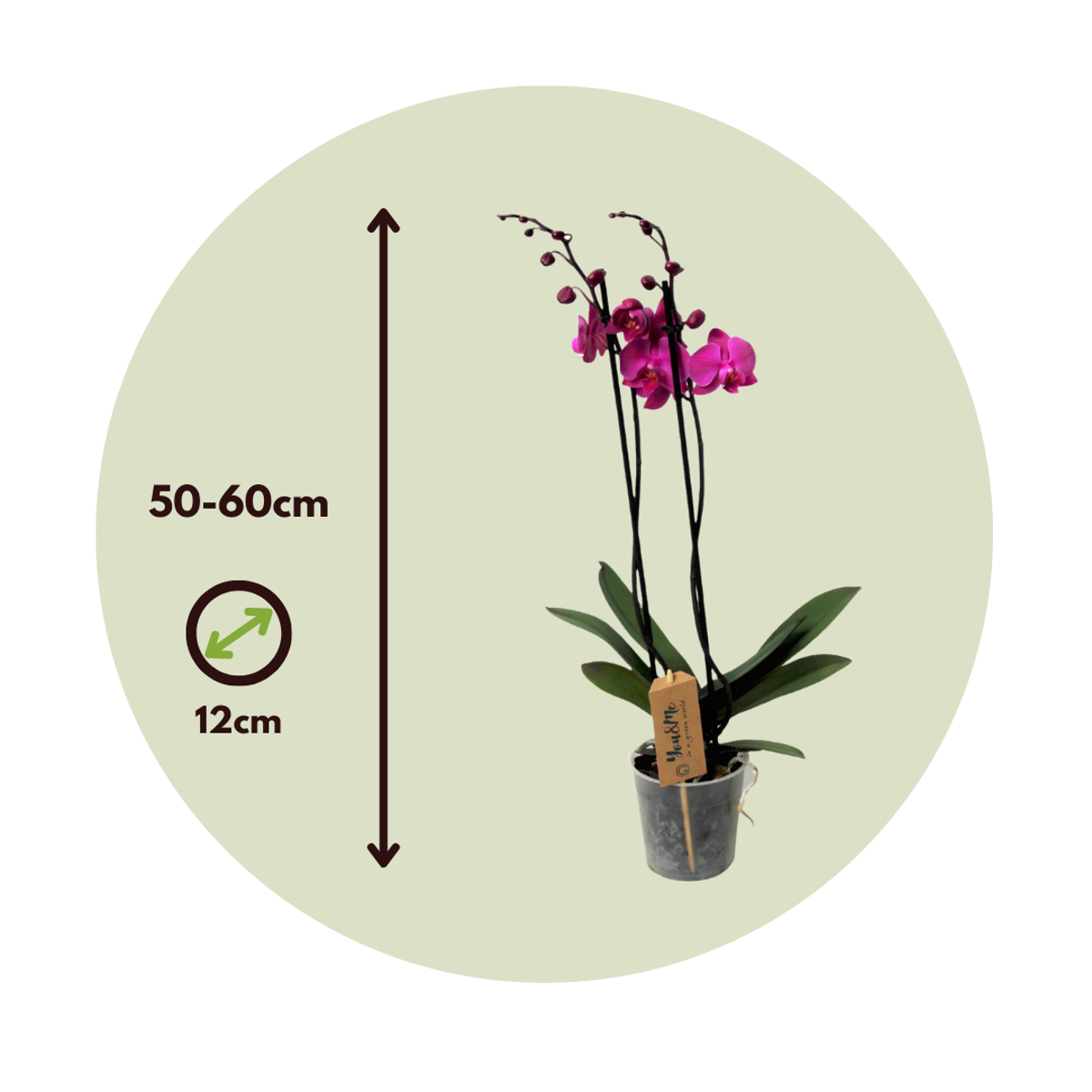 Orhidee Phalaenopsis - Phalaenopsis - Înălţime 50-60cm - ⌀12cm