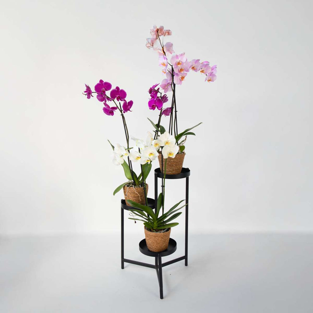 Orhidee fluture - x3 - Phalaenopsis în coș deco - Înălțime 50-60cm - ⌀12cm