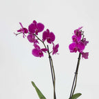 Orhidee fluture - x3 - Phalaenopsis în coș deco - Înălțime 50-60cm - ⌀12cm