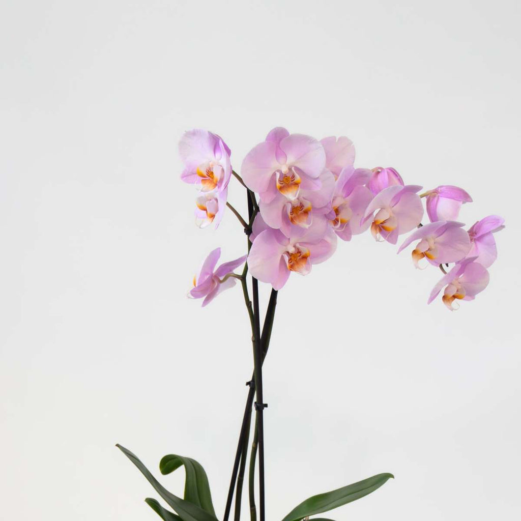 Orhidee fluture - x3 - Phalaenopsis în coș deco - Înălțime 50-60cm - ⌀12cm